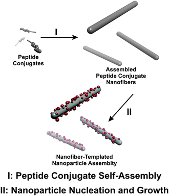 Illustration of nanoparticle assembly process.