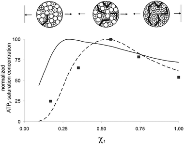 Simulated saturation profiles as a function of the mole fraction of positively charged headgroup assuming that the binding site is composed of either 2 (solid line) or 3 (dashed line) neighbouring thiolsand imposing that only one contact between bound probes is permitted. The experimental data (■) for Au MPCs I–VI (see Fig. 3) have been added to facilitate comparison.