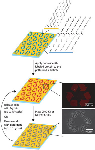 Schematic of the production of recyclable patterned substrates.