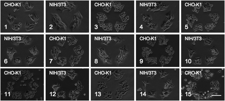 Fifteen TrypLE Express washing cycles of alternating patterned CHO-K1 and NIH/3T3 cells. Scale bar is 100 μm.