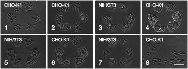 Eight detergent washing cycles of CHO-K1 and NIH/3T3 patterned cell growth. Scale bar is 100 μm.