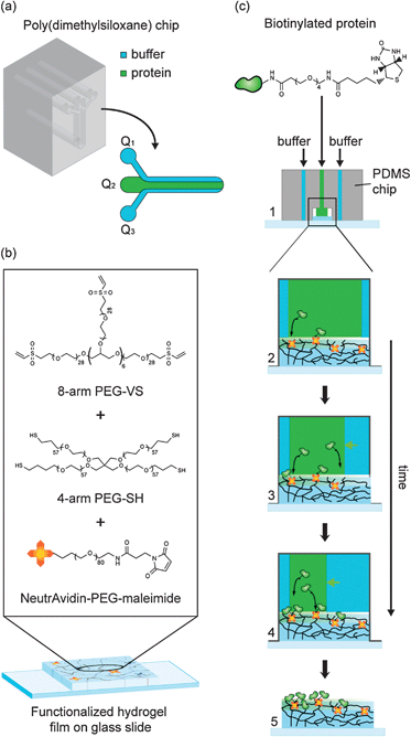 Schematic representation of the microfluidic patterning of functionalized PEG hydrogels. (a) Microfluidic chip for hydrodynamic flow focusing. (b) Formation of NeutrAvidin-conjugated hydrogels from aqueous precursor solutions containing multi-arm PEG macromers and ‘PEGylated’ NeutrAvidin. (c) Patterning of gels using hydrodynamic flow focusing. Step 1: the PDMS chip is pressed onto a glass slide bearing a thin hydrogel coating. Steps 2–4: gradient patterning by flow focusing. Step 5: the PDMS chip is removed for cell culture experiments.