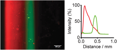 Generation of gel-immobilized overlapping gradients by sequential hydrodynamic flow focusing. Fluorescence micrograph and measured fluorescence intensities showing a linear gradient of tethered DsRed-BSA-Biotin combined with a Gaussian gradient of FITC-labelled IgG (scale bar =100 μm).