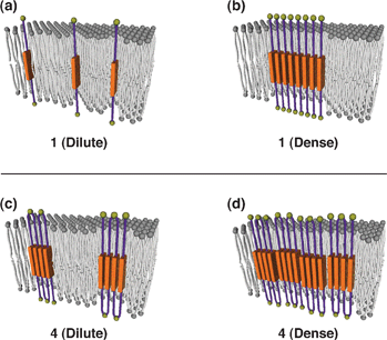 Plausible models for the assemblies of 1 and 4 in a liposomal membrane. (a) 1 and (c) 4 in dilute conditions. (b) 1 and (d) 4 in dense conditions.