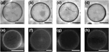 
          Optical micrographs of DOPC giant unilamellar liposomes containing (a), (e) 1, (b), (f) 2, (c), (g) 3 and (d), (h) 4 ([1–4]/[DOPC] = 0.10). (a)–(d) Phase-contrast and (e)–(h) fluorescence micrographs (λex; 330–385 nm, λobsd; >420 nm). Scale bars: 10 μm.