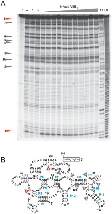 
          In-line probing experiments with the 202 nt long btuBriboswitch. (A) The structural changes of the RNA induced upon addition of b-acid VitB12 are limited to site 1 and 8 (marked in red), while the other seven sites (marked in grey) are not affected. (B) Cleavage sites mapped onto the proposed secondary structure showing that the full right-hand side of the riboswitch (P8 to P11) remains unaffected by binding of b-acid VitB12. 7 nM of btuBRNA was incubated for 40 hours in 50 mM Tris–HCl, pH 8.3, 20 mM MgCl2 and 100 mM KCl in the absence of B12 (−) or in the presence of 10 μM, 50 μM, 100 μM, 0.5 mM, 0.75 mM, 1 mM, 2 mM, 4 mM, 5 mM, 7.5 mM and 9 mM of b-acid vitamin B12. Lane (c) contains the unreacted RNA, T1 shows the RNAse T1 digestion and OH the alkaline digestion ladder. Lane (1) indicates the btuBRNA incubated in the presence of 5 mM VitB12, lane (2) the RNA incubated with 10 μM AdoCbl for comparison.