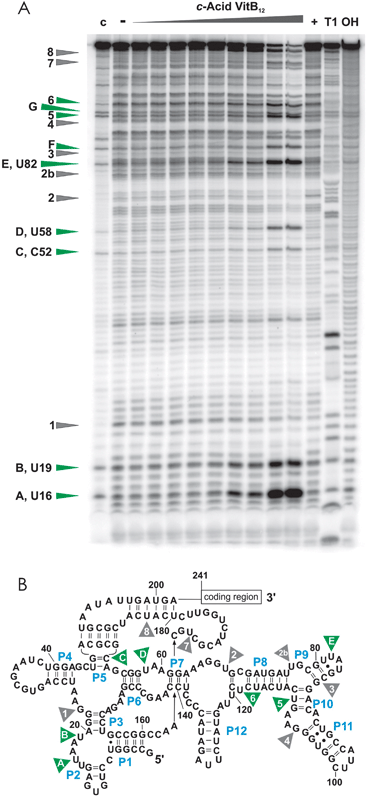 
          In-line probing experiments with c-acid VitB12. (A) In the presence of high concentrations of c-acid VitB12, the btuBRNA is strongly cleaved at specific sites marked in green. These sites are situated all over the RNA sequence (B) but do, besides sites 5 and 6, not correspond to the cleavage sites induced by AdoCbl (shown in grey). 30 nM of the btuBRNA was incubated for 41 hours in 100 mM Tris–HCl, pH 8.3, 20 mM MgCl2 and 100 mM KCl in the absence of B12 (−) or with 1 μM, 10 μM, 50 μM, 100 μM, 250 μM, 0.5 mM, 0.75 mM, 1 mM, and 5 mM of c-acid VitB12. Lane (+) is the positive control by incubation with 10 μM AdoCbl, lane (c) is the unreacted RNA, lane (T1) is the RNAse T1 digestion and lane (OH) is the alkaline hydrolysis ladder.