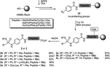 Synthesis of phosphonamidate peptides 2 and 3. Conversions were determined by UV measurement at 280 nm. For conditions and LC-MS analysis see Fig. 1 and ESI.aIsolated yield after HPLC purification.
