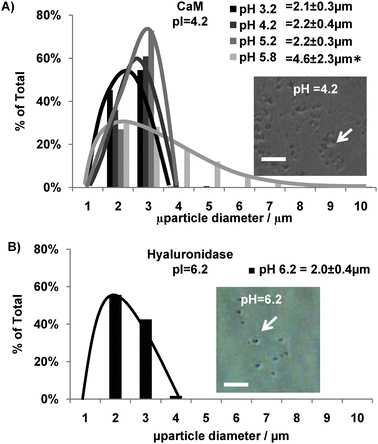 Effect of pH on hydrogel microsphere size distribution. (A) Size distribution of PEG-CaM-PEG microspheres prepared at different pH conditions with an inlayed representative micrograph of microspheres formed at pH 4.2. * denotes a significant difference in microsphere diameter compared to microspheres formed at pH 4.2. ANOVA p < 0.05. (B) Size distribution of Hase-PEG3 microspheres prepared at Hase's pI with an inlayed representative micrograph of microspheres formed at pH 6.2. Scalebar for A–B denotes 30 μm.