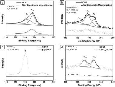 
          XPS spectra of NCNTs before and after biomimetic mineralization. (a) C peaks for C with N (CN) and C1s. (b) N peaks for pyridinic N (NP), quaternary N (NQ), and N-oxides (NOX). (c) Si peak for Si2P and (d) Ca peaks for Ca2P.