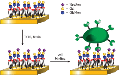 Overall strategy for the chemoenzymatic synthesis and cell-based detection of sialooligosaccharides.