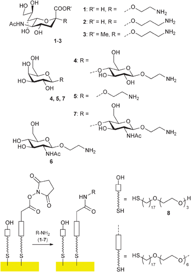 Immobilisation of glycosylamines1–7 on SAMs/gold surfaces.