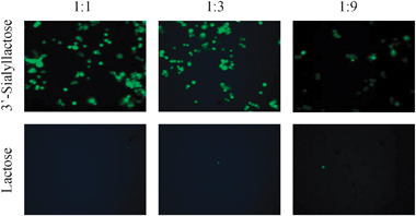 Binding of CFSE-labelled CHO cells expressing sialoadhesin to arrays displaying 3′-sialyllactose (top panel) and lactose (bottom panel) on gold at three surface dilutions.