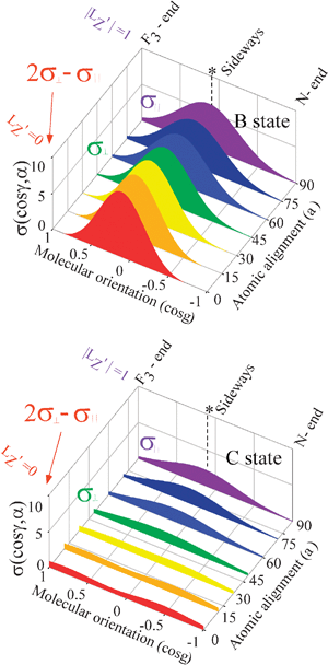 Molecular steric opacity function for the XeF * (B, C) channels obtained by the Engel-Levine function model (expansion up to n = 2) as a function of the atomic orbital alignment angle (α) (painted projection drawings). The molecular steric opacity function at each atomic orbital alignment angle (α) was calculated by the relationship of eqn (9). The asterisk shows the direction of the F atom from the center-of-mass of NF3.