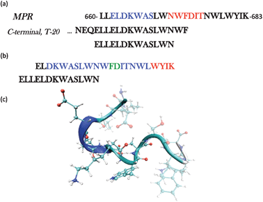 (a) The full sequence of the membrane proximal region (MPR) gp41660–683 highlighting the epitopes for two broadly neutralizing antibodies, 2F5 (blue) and 4E10 (red). The C-terminal sequence is also shown to illustrate the amino acids in common with the peptide ELLELDKWASLWN, the object of this study. (b) The Structure of the peptide ELDKWASLWNWFDITNWLWYIK was solved by NMR in the presence of DPC micelles. The conformation adopted is of a kinked α-helix.6,7 Blue: amino acids in α-helix, Red: 310-helix. (c) Snapshot of the initial structure used in each of the simulations.