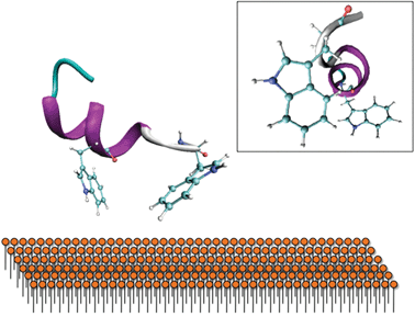 Proposed interaction of the Trp residues with the membrane surface. The secondary structure predicted by AMBER-ff03 reveals that they are orientated in a way to facilitate binding with a membrane surface. Insert: Side-view reveals that these Trp residues are not perfectly aligned, potentially indicating that further folding may occur on a membrane surface.