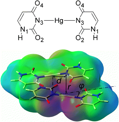 A chemical diagram of the U–HgII–U base pair (top) and a view of the U–HgII–U·U–HgII–U dimer with the electrostatic potential depicted (red = −0.1 a.u., green = 0 a.u., blue = 0.1 a.u.). The parameter d was 0 or 2.006 Å (the length of the N3–HgII bond), angle φ was 0°, 30° or 90°.