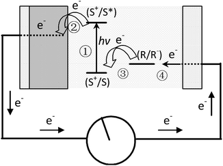 Schematic representation of the principle of the dye-sensitized photovoltaic cell. S, sensitizer; S*, electronically excited sensitizer; S+, oxidized sensitizer (adapted from ref. 12).