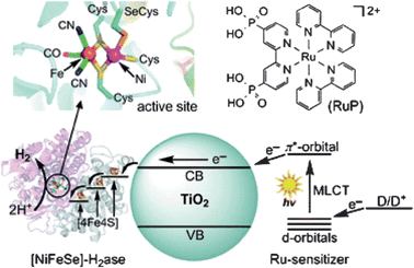 Schematic representation of visible-light driven H2 evolution with RuP–TiO2–H2ase, i.e., [NiFeSe]-H2ase attached to RuP dye sensitized TiO2 nanoparticles. Upon excitation by visible light in the presence of a sacrificial electron donor D, RuP injects an electron into the conduction band of TiO2. The electrons are transferred directly to the adsorbed [NiFeSe]-H2ase, thereby reducing H+ from the buffered aqueous solution. The three [4Fe4S]-clusters (responsible for electron transfer to and from the protein active site) and the active site of [NiFeSe]-H2ase are shown in the protein structure at the top left, respectively, and the structure of the sensitizer RuP is shown at the top right.58