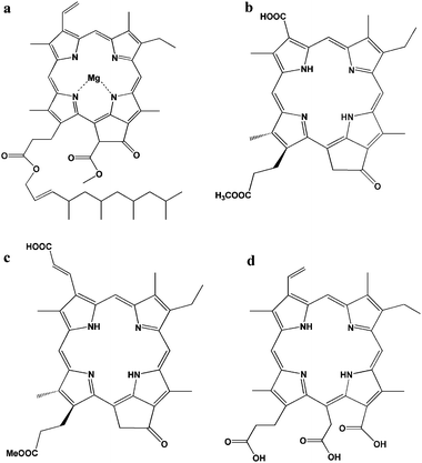 Structure of natural chlorophyll derivatives: (a) chlorophyll a,23 (b) pheophorbide a,19 (c) chlorin 2,21 and (d) chlorine-e6.23