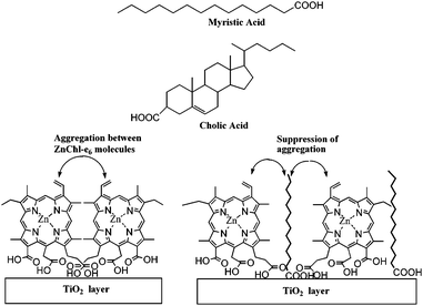 Chemical structures of myristic acid and cholic acid and schematic representation of ZnChl-e6 and fatty acid layers onto TiO2.40