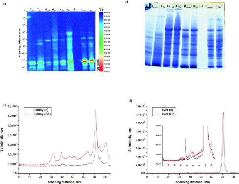 SDS-PAGE LA-ICP-MS 82Se intensity surface plot (a) and stained gel (b) of different tissues of enriched and control fish animals. LA-ICP-MS electropherogram at m/z 82 of (c) kidney and (d) liver samples.