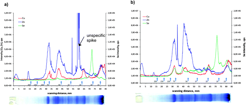 Electropherogram of 82Se, 63Cu and 66Zn corresponding to SDS-PAGE separation of the kidney of a) control and b) enriched animals.