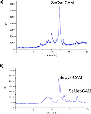 Chromatograms obtained for the carbamidomethylated extracts of a) liver and b) kidney extracts on Shodex column.