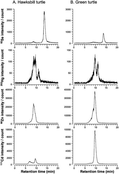 Elution profiles of Se, Hg, Zn, and Cd in the hepatic cytosol of hawksbill turtle (A) and green turtle (B) on a multi-mode gel filtration column detected by ICP-MS. A 200 µL aliquot of the cytosol fraction was applied to a GS-520HQ column and eluted with 50 mM Tris–HCl, pH 7.4, at a flow rate of 1.0 mL min−1. The eluate was directly introduced to ICP-MS and Se, Hg, Zn, and Cd were detected at m/z 82, 202, 66, and 111, respectively.