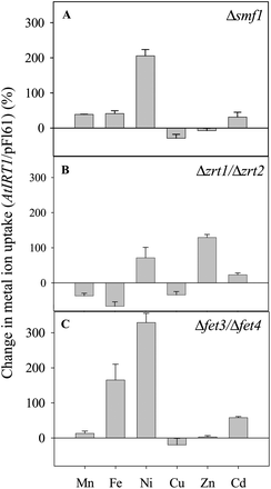 Uptake capacity of Mn, Fe, Ni, Cu, Zn, and Cd in yeast mutants transformed with the gene AtIRT1 which encodes a plasma-membrane localised protein transporting Mn, Fe, Zn and Cd in Arabidopsis. Three yeast mutants were analysed: (A) Δsmf1 (defective in Mn2+ uptake), (B) Δzrt1/Δzrt2 (defective in Zn2+ uptake), and (C) Δfet3/Δfet4 (defective in Fe2+ uptake). Uptake rates were measured over 5.5 h and normalised on the basis of the uptake rates in similar yeast mutants transformed with empty vector (pFL61), see protocol in Pedas et al. (2008).4 Negative values indicate a higher elemental accumulation in empty vector compared to AtIRT1 transformed yeast cells regulated by endogenous yeast genes.4 The experiment was replicated three times with different transformation lines with similar results, and representative data are shown. Data are the means +SE of three independent replicates.