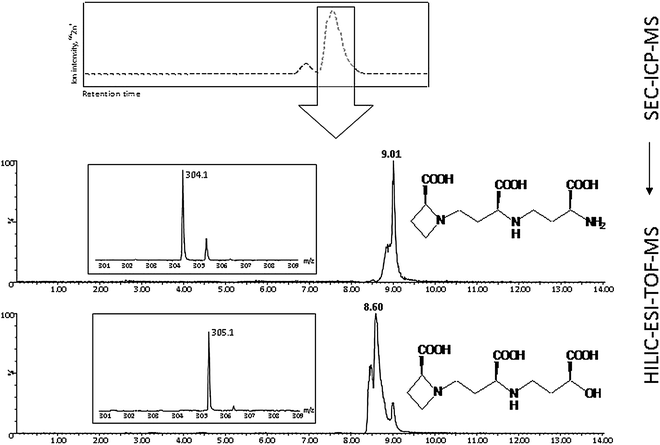 Elemental Zn fractionation by SEC-ICP-MS, followed by nicotianamine (NA: m/z 304.1566) and 2′deoxy mugineic acid (2′DMA: m/z 305.1363) ligand identification by second dimension HILIC-chromatography coupled to ESI-TOF-MS. Modified from Lee et al. (2011).195