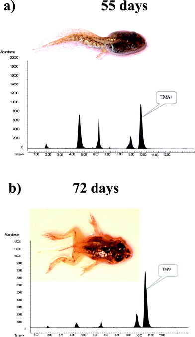 
              HPLC separation of water soluble As compounds extracted from R. perezi grown in a medium containing 100 ng As g−1 after a) 55 days and b) 72 days. Separation was performed using anion exchange column - Dionex AS7. Life developmental stages are marked as they coincided with changes in the tetramethylarsonium cation content in sample extracts.