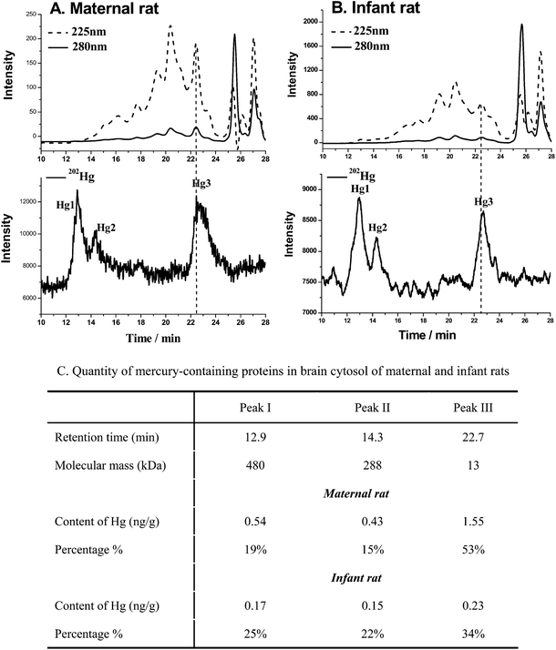 Hg-containing proteins in cytosol of rat brain by SEC-ICP-MS. (A) Hg-containing proteins in cytosol of maternal brain; (B) Hg-containing proteins in cytosol of infant brain; (C) quantity of mercury-containing proteins in brain cytosol of maternal and infant rats by SEC-ID-ICP-MS.