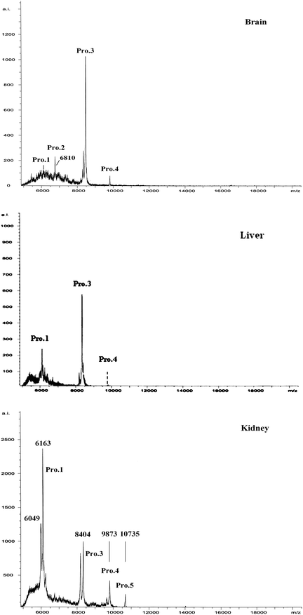 MALDI-TOF-MS measurements of proteins in cytosol of maternal rat brain after acetonitrile precipitation purification. The molecular weight of Pro.2 is accordance with the molecular weight of MT-3 (6809 Da).