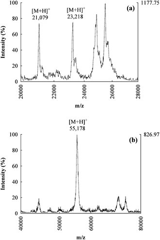 
            MALDI-TOF-MS
            mass spectra of intact proteins for the AE fractions 2 (a) and 5 (b), the candidate molecular ions for GPx2 and TrxR1 are respectively reported.