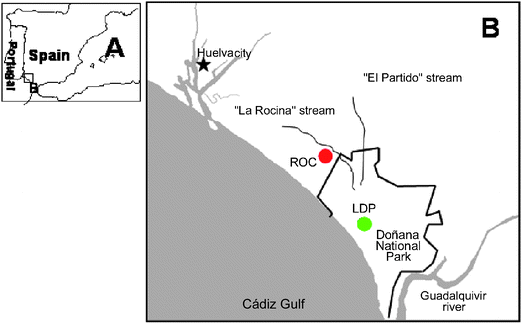 Sampling area in Doñana National Park and surrounding (SW Spain). A. area location; B. Localization of sampling point: “Lucio del Palacio” (LDP, green spot) non-contaminated site; “La Rocina” stream (ROC, red spot) contaminated site.