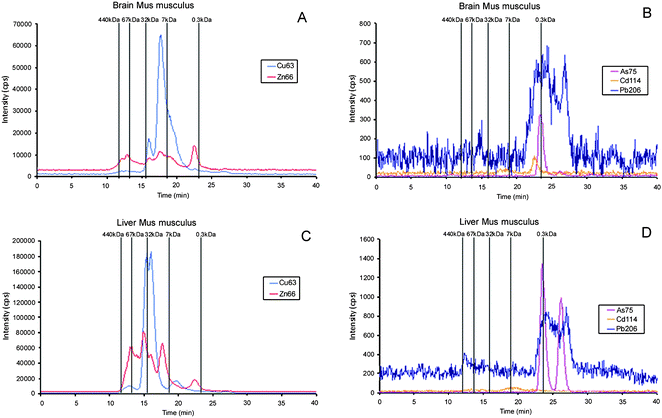 Molecular mass distribution of metal–biomolecule complexes in liver and brain Mus musculus extracts by SEC-ICP-MS. A and C, essential elements (Cu- and Zn-containing biomolecules) in brain and liver, respectively; B and D, toxic elements (Cd-, As-, and Pb-containing biomolecules) in brain and liver, respectively. Chromatographic conditions: column, SuperdexTM-75 (10 × 300 × 1 3μm); mobile phase, ammonium acetate 20 mmol L−1 (pH 7.4); flow rate, 0.7 ml min−1; injection volume, 20 μl.