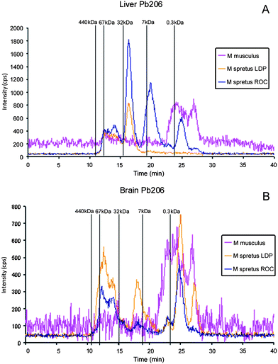 Molecular mass distribution of Pb–biomolecule complexes in liver (A) and brain (B) Mus spretus extracts from LDP and ROC by SEC-ICP-MS. Chromatograms from Mus musculus are included for comparison. Chromatographic conditions: column, SuperdexTM-75 (10 × 300 × 13μm); mobile phase, ammonium acetate 20 mmol L−1 (pH 7.4); flow rate, 0.7 ml min−1; injection volume, 20 μl.