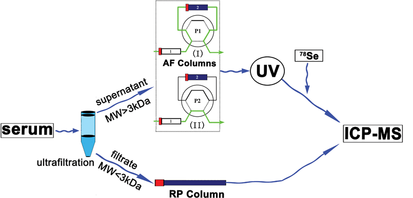 Scheme of Se species analysis in human serum including small Se compounds and Se-containing proteins by ion-pair reverse-phase chromatography and affinity chromatography coupled to post-column isotope dilution analysis ICP-MS, where in the AF columns, column 1 is heparin sepharose, column 2 is blue-sepharose.