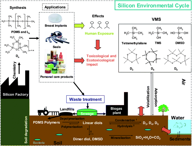 Fate of silicon in the environment.