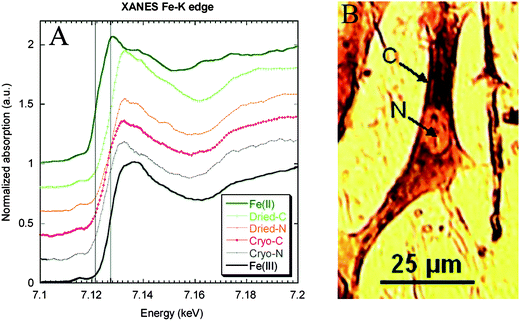 
          XANES at Fe K-edge on subcellular compartments (cytoplasm and nucleus) of single dopaminergic cells. Micro-XANES was performed at the subcellular level on a freeze-dried cell (cytoplasm: Dried-C and nucleus: Dried-N) and on a frozen-hydrated cell (cytoplasm: Cryo-C and nucleus: Cryo-N). Micro-XANES spectra were compared to Fe(ii) and Fe(iii) spectra of reference compounds. The vertical lines represent Fe(ii) and Fe(iii) first-derivative edge positions, respectively, at 7122.9 and 7128.7 eV. The spectra show that iron is present in its Fe(iii) oxidation state in all cell compartments both in freeze-dried and frozen hydrated cells. Image reproduced by permission of the American Chemical Society (2007).5