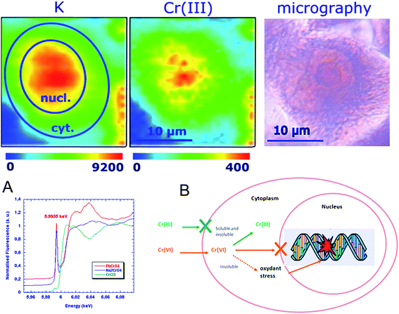 
          Chromium
          oxidation state mapping. Potassium and chromium(iii) distributions in single cell after exposure to soluble Cr(vi) compounds (top). X-ray absorption spectra of Cr(iii) (green), soluble Cr(vi) (blue) and insoluble Cr(vi) red (A). Proposed mechanism for differential carcinogenesis of chromium compounds according to their oxidation state and physical form (B). Image reproduced by permission of the American Chemical Society (2005).16