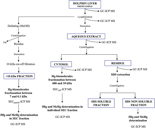 Scheme of the analytical procedure used for Hg speciation in the different tissue fractions.