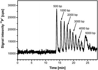 Optimised electrophoretic separation of a 500 bp DNA ladder. (Voltage: 250 V, gel dimensions 40 × 2.2 mm, 0.8% agarose).