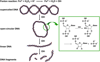 Schematic mechanism of plasmid DNA oxidation with OH·, generated by the Fenton reaction.