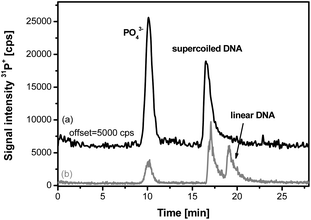 Electropherograms of supercoiled DNA (pBluescript) (a) before and (b) after enzymatic treatment with BamHI. (Voltage: 250 V, gel dimensions 31 × 2.2 mm, 0.8% agarose).