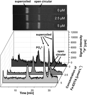 Electropherograms of plasmid DNA after incubation with low concentrations of the Fenton reagent (0–5 μmol L−1) in comparison to slab gel electrophoresis. (Voltage: 250 V, gel dimensions 40 × 2.2 mm, 0.8% agarose).