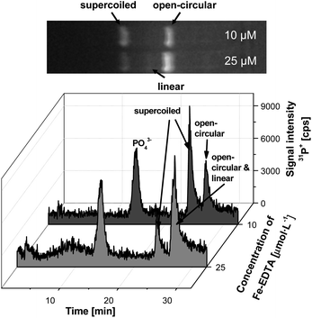 Electropherograms of plasmid DNA after incubation with elevated concentrations of the Fenton reagent (10 and 25 μmol L−1) in comparison to slab gel electrophoresis. (Voltage: 250 V, gel dimensions 40 × 2.2 mm, 0.8% agarose).