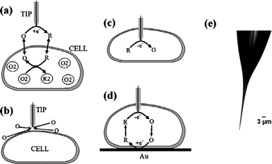 Schematic diagrams of the SECM experiments with single cells (a–d) and an optical micrograph of a typical nanotip used in such experiments (e). (a) The tip is positioned in the solution close to the cell surface. Positive feedback is due to bimolecular electron transfer between hydrophobic redox mediator (O/R) and cell-bound redox moieties (O2/R2). (b) The lipid cell membrane is impermeable for a hydrophilic redox mediator. Negative feedback is due to the hindered diffusion of redox species to the tip electrode. (c) Nanoelectrode voltammetry inside the cell. (d) Positive feedback is produced by mediator regeneration by way of electron transfer at the underlying Au surface. Images reprinted with permission from ref. 51.