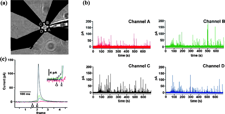 Electrochemical detector (ECD) array recording from a chromaffin cell. (a) Light microscope image of a chromaffin cell placed on top of an ECD array, with four electrodes labeled A through D. (b) Amperometric recordings from the four electrodes (channel A, red trace; channel B, green trace; channel C, black trace; channel D, blue trace) recorded from a single bovine chromaffin cell mechanically stimulated by a patch pipette in calcium-containing external solution. (c) One exocytotic event from the experiment of (b) shown on an expanded time scale. Arrows mark start and end of the foot signal (black trace) indicating fusion pore opening (O) and expansion (E). (Inset) Foot signal on expanded current scale. Images reprinted with permission from ref. 100.